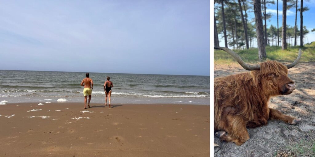 Combinatiebeeld van twee mensen die langs de zee wandelen op het strand en een harige rund met lange hoorns in een bosrijke omgeving.